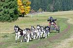 Republikové tituly se o víkendu rozdávaly v rámci mistrovství psích spřežení na suchu v horských Abertamech, kde se představilo bezmála sto čtyřicet mašérů v několika kategoriích.