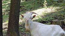 Hamerský domek, který se nachází nedaleko Valče, pořádal o víkendu řemeslnický jarmark.