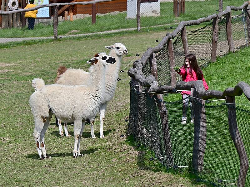 Ve Farmaparku Soběhrdy.