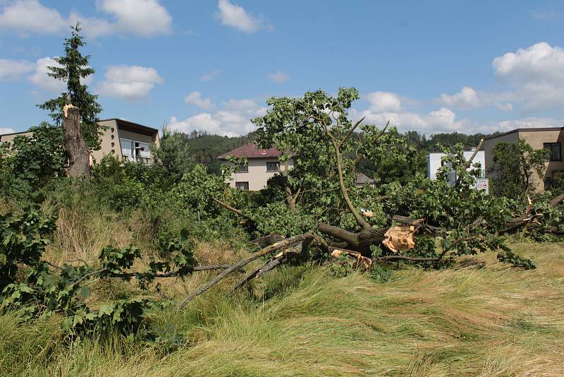 V týnecké ulici K Zeleným vratům vichr zlomil vzrostlý javor. Na lomu je patrné, že strom pomalu chřadnul.