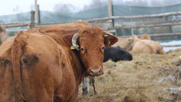 Fotogalerie: Stádo krav je na chlad zvyklé, více mu vadí letní vedra -  Příbramský deník