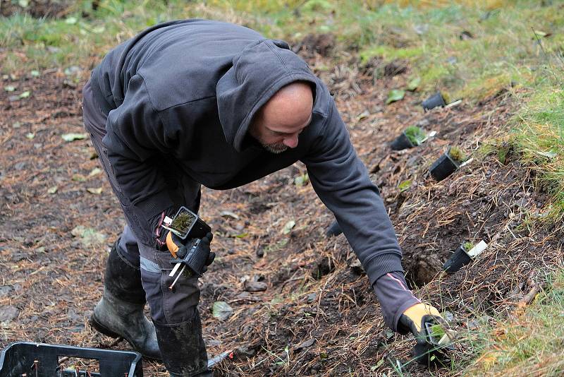 Celkem 1050 sazenic kuřičky hadcové vysadí v lesích kolem vodní nádrže Švihov pracovníci Botanického ústavu Akademie věd ČR.