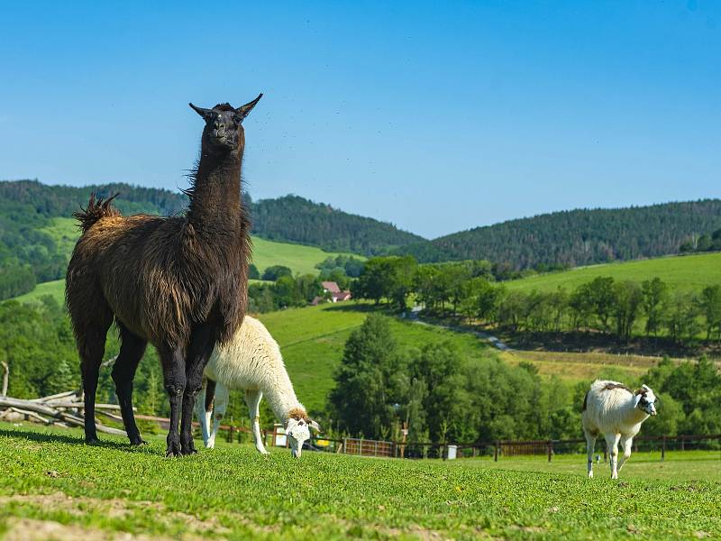 Farmapark Soběhrdy nabízí přímý kontakt se zvířátky i různorodé atrakce.