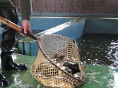 Vylovené ryby z rybníka sádkaři opečovávají, aby byly připravené na vánoční trh. Jak sami vidíte starat se o tolik rybiček není žádná hračka