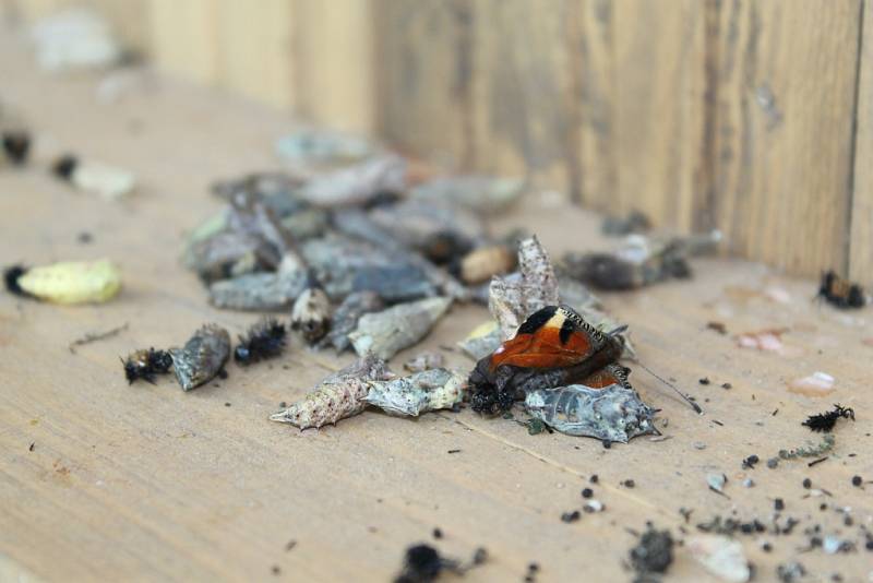 Motýlárium v Ochraně fauny Votice.