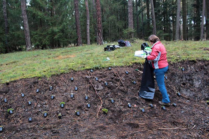 Celkem 1050 sazenic kuřičky hadcové vysadí v lesích kolem vodní nádrže Švihov pracovníci Botanického ústavu Akademie věd ČR.