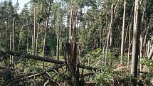 Vichřice zlikvidovala u Dubu patnáct hektarů lesa.    