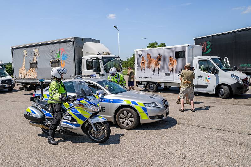 Stěhování koní Převalského do Mongolska v úterý 18. června 2019.