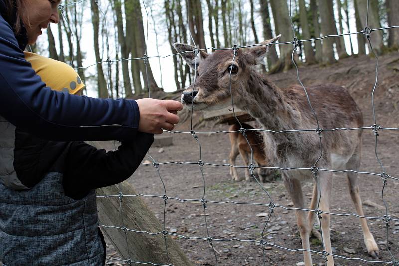 Z obůrky pro lesní zvěř v zámeckém parku na Konopišti.