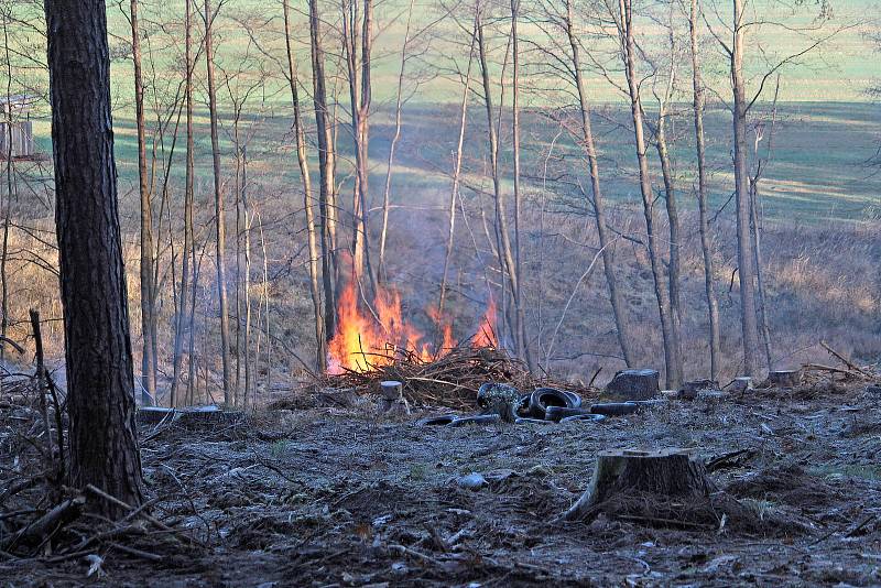 Z úklidu lesa po těžbě dřeva na sever od Trhového Štěpánova.