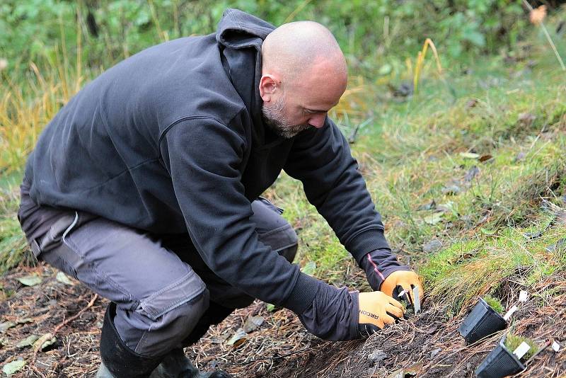 Celkem 1050 sazenic kuřičky hadcové vysadí v lesích kolem vodní nádrže Švihov pracovníci Botanického ústavu Akademie věd ČR.