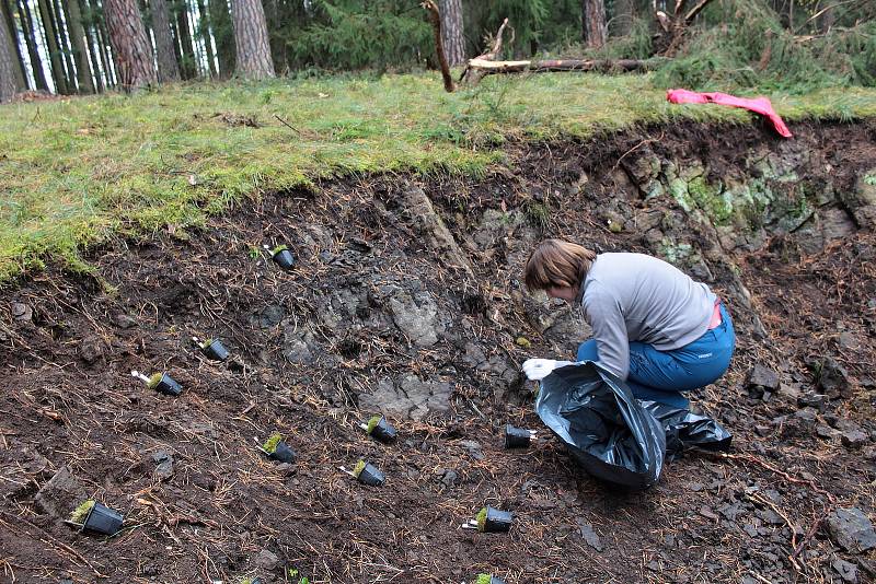 Celkem 1050 sazenic kuřičky hadcové vysadí v lesích kolem vodní nádrže Švihov pracovníci Botanického ústavu Akademie věd ČR.