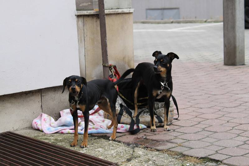 Vystrašené pejsky zajistili strážníci u benešovské pošty.