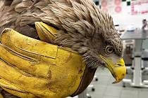 Operace postřeleného orla mořského v Záchranné stanici pro živočichy Vlašim.