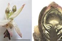 Vlevo pupen jaterníku podléška: pod odhrnutými krycími šupinami jsou zřetelně vidět vyvinuté květy; vpravo podélný řez pupenem podbělu lékařského s vyvinutým květenstvím krytým pupenovými a stonkovými šupinami.