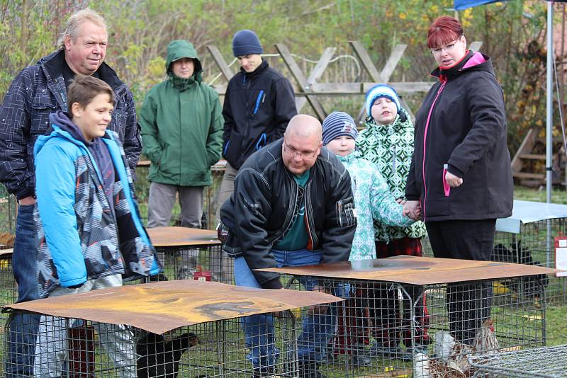 V týneckém Náklí se během posvícenského víkendu konala tradiční výstava chovatelů drobného zvířectva z místní organizace ČSCH.