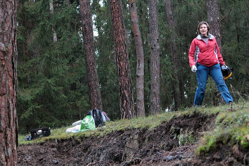 Celkem 1050 sazenic kuřičky hadcové vysadí v lesích kolem vodní nádrže Švihov pracovníci Botanického ústavu Akademie věd ČR.