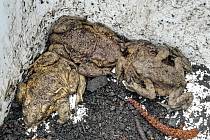 Zábrany u Krusičan chrání žáby před smrtí pod koly aut letos vůbec poprvé.