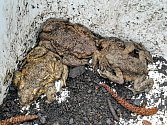 Zábrany u Krusičan chrání žáby před smrtí pod koly aut letos vůbec poprvé.