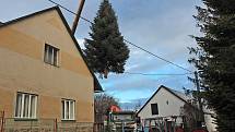Kácení vánočního stromu pro Benešov se letos odehrálo 21. listopadu v Miroslavi.