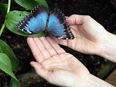 Bývalé chátrající skleníky se díky nadšencům z Ochrany fauny ČR proměnily v unikátní motýlárium.