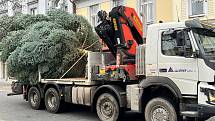 Kácení vánočního stromu pro Benešov se letos odehrálo 21. listopadu v Miroslavi.