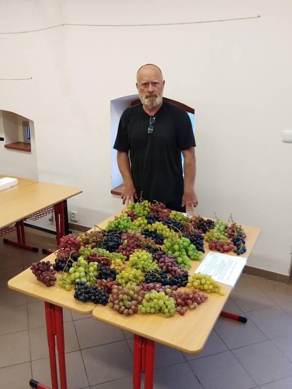 Premiérové vinobraní v Trhovém Štěpánově. Ukázka výpěstků vinné révy pěstitele pana Zdeňka Jedličky z Kladrub.