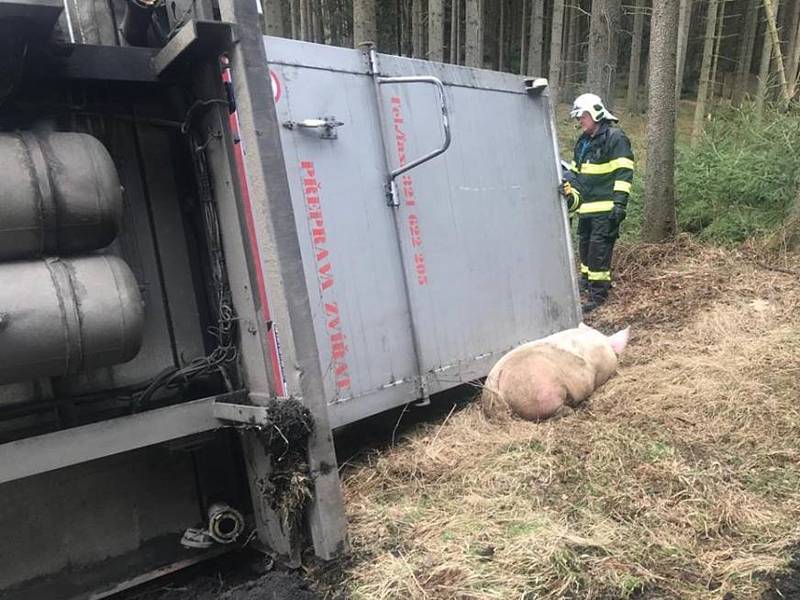 Nehoda nákladního auta s prasaty u Trhového Štěpánova. Některá se rozutekla do lesa.