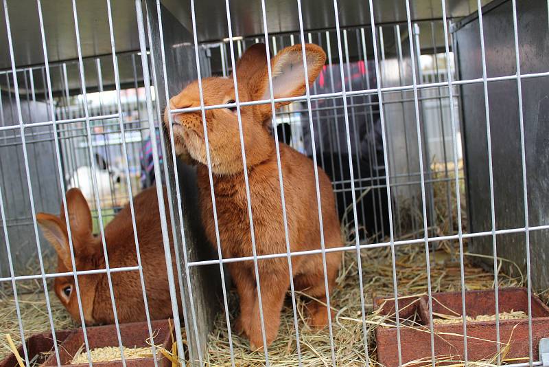 V týneckém Náklí se během posvícenského víkendu konala tradiční výstava chovatelů drobného zvířectva z místní organizace ČSCH.