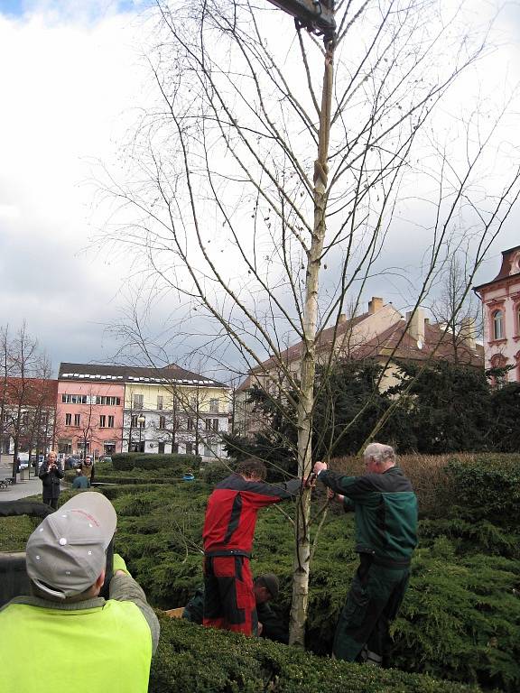 Instalace velikonoční břízy na Masarykově náměstí. 