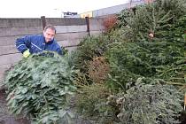 Vysloužilé vánoční stromky se pomalu stěhují z domácností ke kontejnerům a do sběrného dvora Technických služeb Benešov.