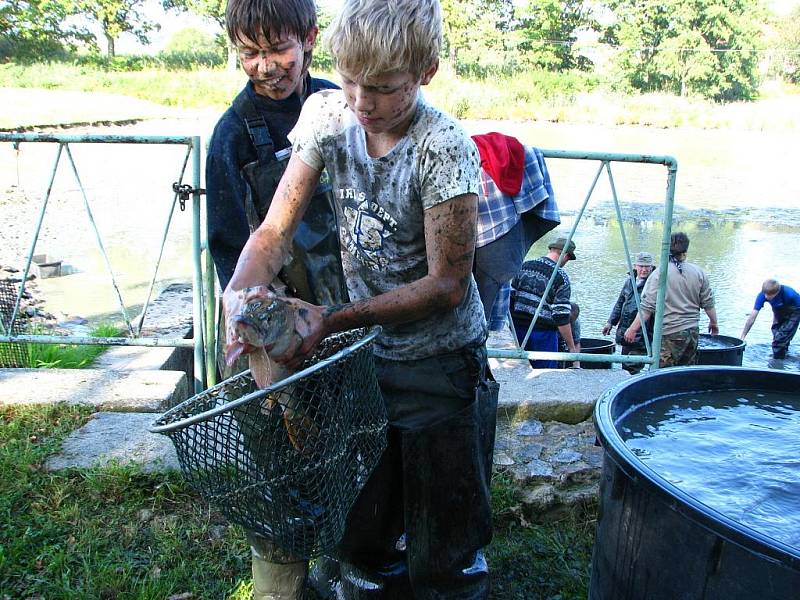 Výlov louže v Jankově.