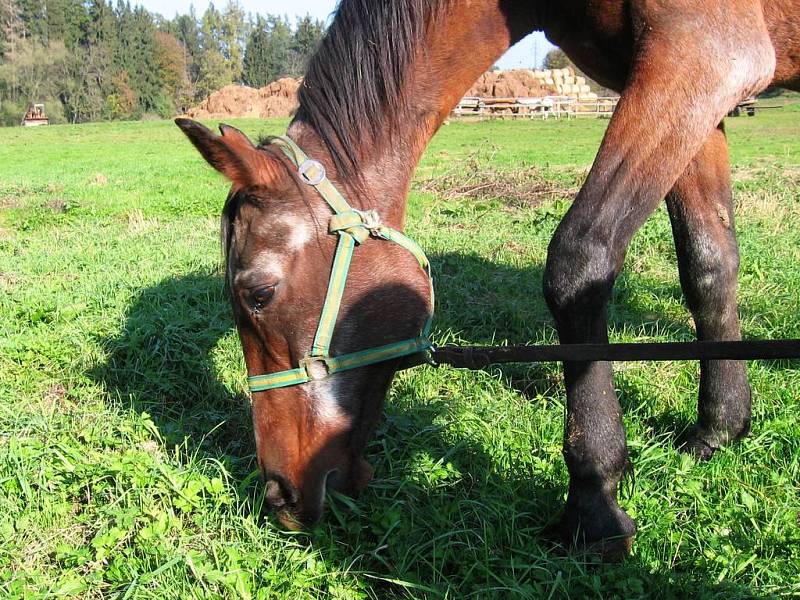 Dříve týraná kobyla se v rukou Josefa Absolona rychle zotavuje