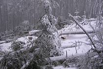 Dříví z lesa u vysílače Mezivrata v zimě 2005 i v roce 2006 a 2007 mizelo do Rakouska
