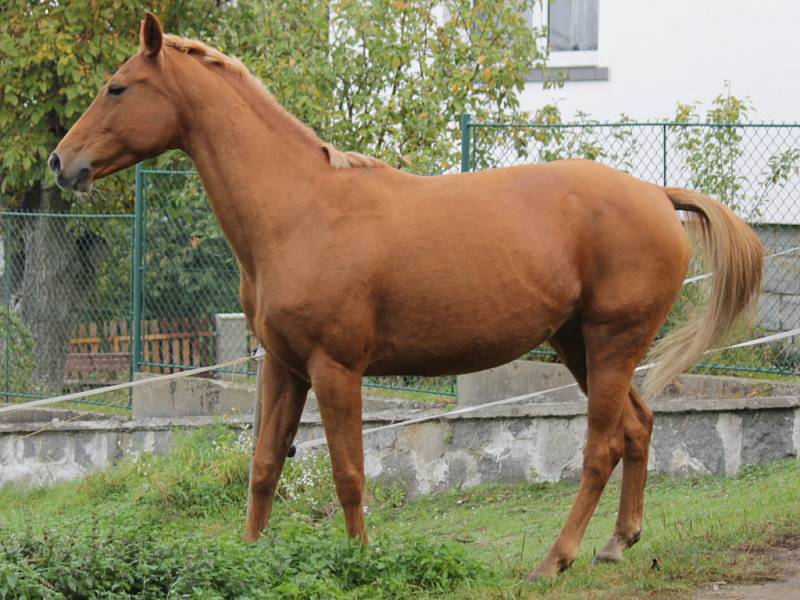 Dobrodružství bukovanské ryzky.