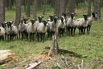 Lesní pastva ovcí na hadcích u Želivky.