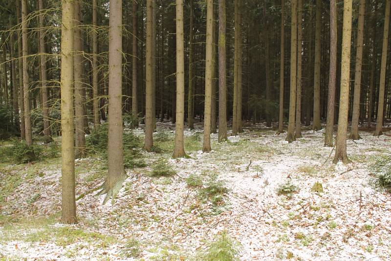 Aprílové počasí ve skutečnosti. Pod Blaníkem v lesích byl viditelný sníh.