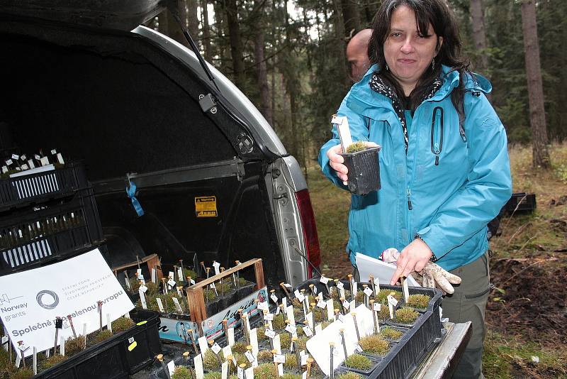 Celkem 1050 sazenic kuřičky hadcové vysadí v lesích kolem vodní nádrže Švihov pracovníci Botanického ústavu Akademie věd ČR.