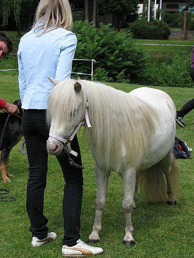 První výstava poníků, kterou připravil Český svaz chovatelů mini horses se konala v bezprostřední blízkosti konopišťského parkoviště.