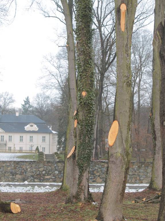 Prořezávání větví lip v Jablonné nad Vltavou dělala odborná firma.