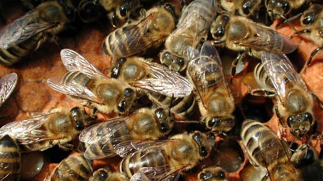 Včelí mor děsí včelaře. Ilustrační foto.