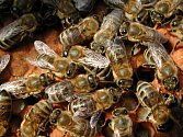 Včelí mor děsí včelaře. Ilustrační foto.
