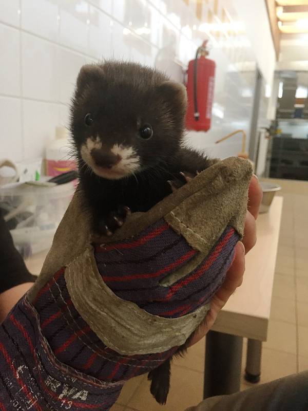 Mladý tchoř ve vlašimské záchranné stanici.