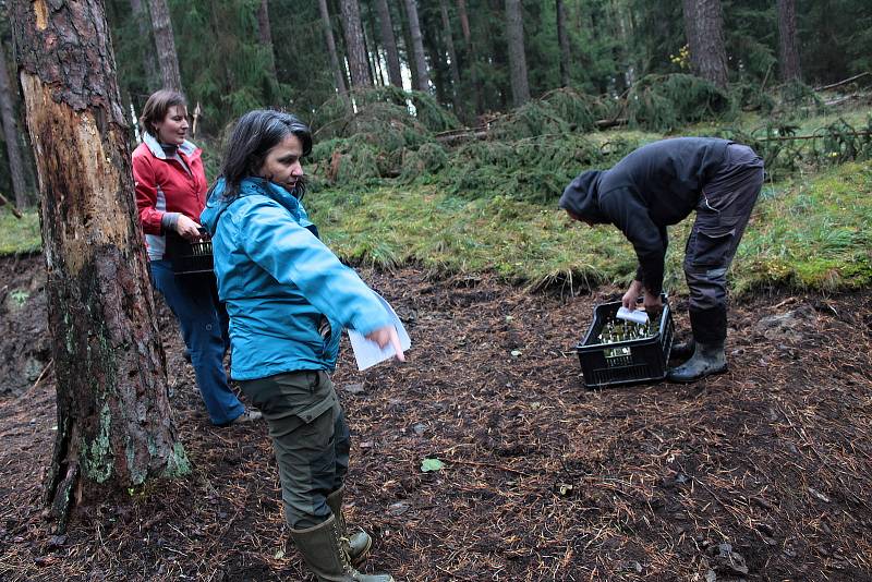 Celkem 1050 sazenic kuřičky hadcové vysadí v lesích kolem vodní nádrže Švihov pracovníci Botanického ústavu Akademie věd ČR.