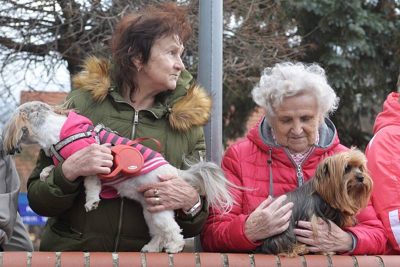 Masopustní maškarní průvod odstartoval v neděli 3. března od Kláštera v Sázavě, aby za zvuku živé muziky zakrátko dorazil na místní náměstí.