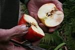 Jablko napadené obalečem jabloňovým.