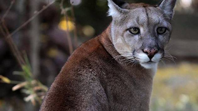 Puma na Brněnsku? V Pohořelicích zahlédli kočkovitou šelmu - Deník.cz