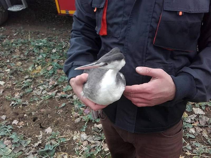 Ze záchrany potápky roháče na zamrzlé hladině Semovického rybníka.