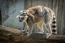 Mládě lemurů v Zoo Chleby pokřtila herečka a zpěvačka Barbora Mottlová.