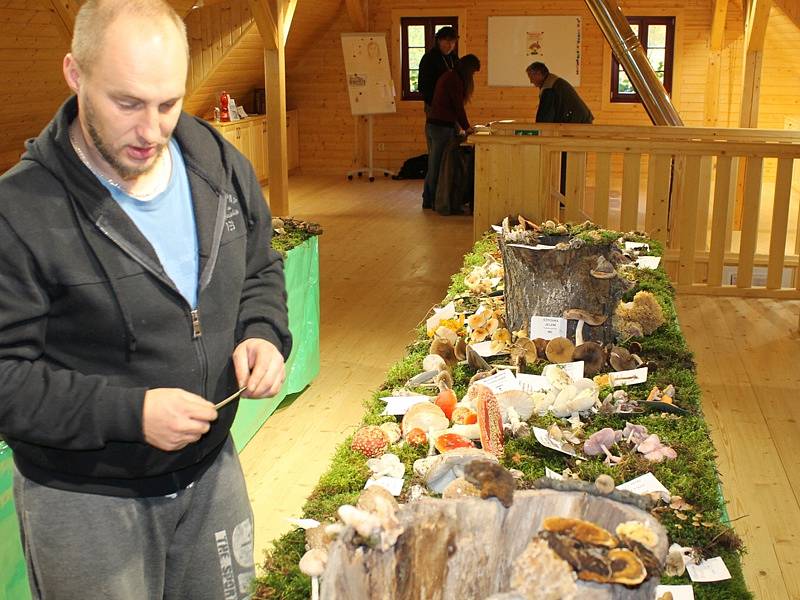 Výstava hub je otevřená v pátek, sobotu a v neděli od 10 do 16 hodin.